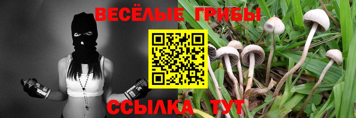 Псилоцибиновые грибы Psilocybine cubensis  Вход с VPN  Псилоцибиновые грибы прущие грибы  Камышин 